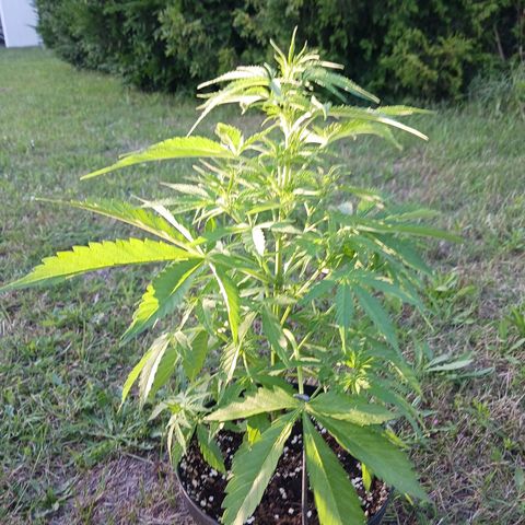 Banana Kush Cake #Automatic growlog timeline photo