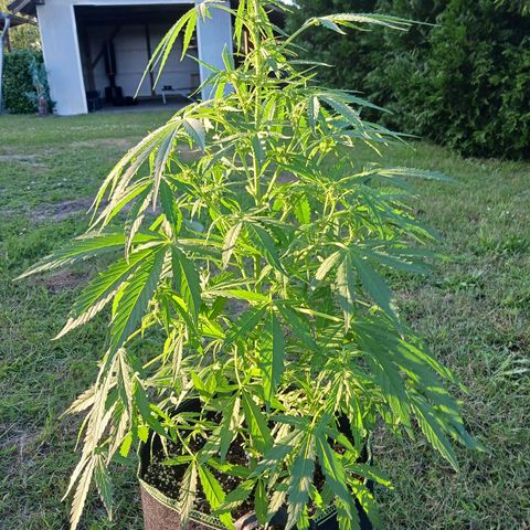 Banana Kush Cake #Automatic growlog timeline photo