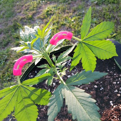 Chocolate Mint O.G.  #SpiderFarm          #Auto  growlog timeline photo