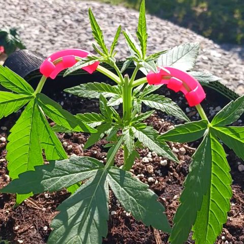 Chocolate Mint O.G.  #SpiderFarm          #Auto  growlog timeline photo