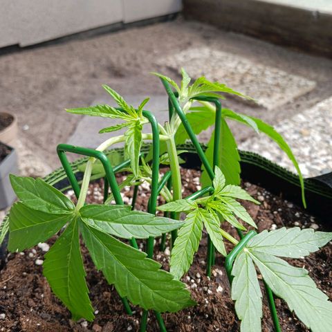 Chocolate Mint O.G.  #SpiderFarm          #Auto  growlog timeline photo