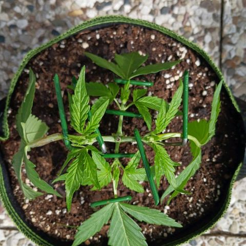 Chocolate Mint O.G.  #SpiderFarm          #Auto  growlog timeline photo