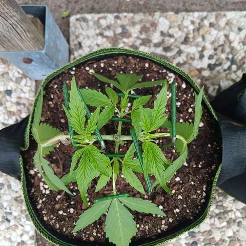 Chocolate Mint O.G.  #SpiderFarm          #Auto  growlog timeline photo