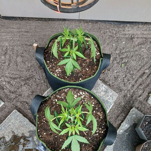 Chocolate Mint O.G.  #SpiderFarm          #Auto  growlog timeline photo