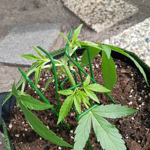 Chocolate Mint O.G.  #SpiderFarm          #Auto  growlog timeline photo