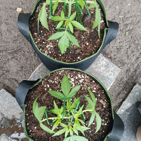 Chocolate Mint O.G.  #SpiderFarm          #Auto  growlog timeline photo