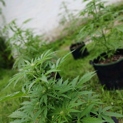 Banana Kush Cake #Automatic growlog timeline photo