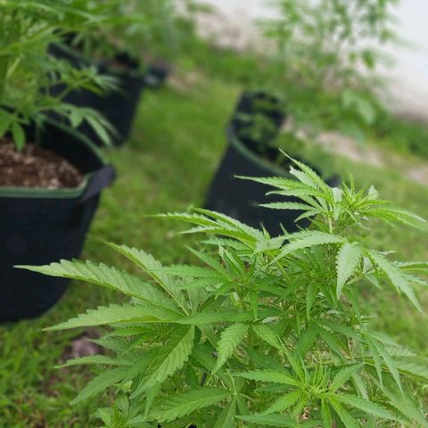 Banana Kush Cake #Automatic growlog timeline photo