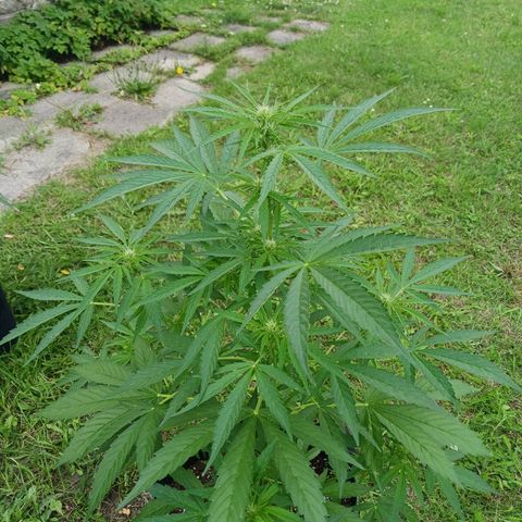 Banana Kush Cake #Automatic growlog timeline photo
