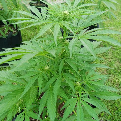 Banana Kush Cake #Automatic growlog timeline photo