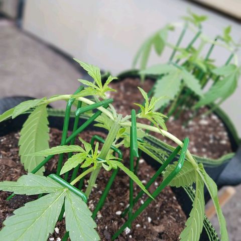 Chocolate Mint O.G.  #SpiderFarm          #Auto  growlog timeline photo