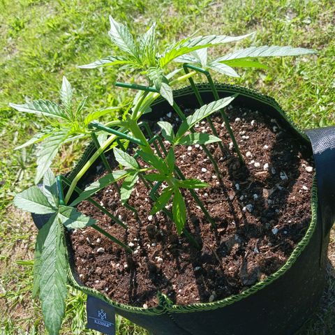 Chocolate Mint O.G.  #SpiderFarm          #Auto  growlog timeline photo