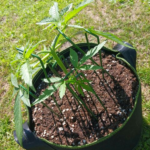 Chocolate Mint O.G.  #SpiderFarm          #Auto  growlog timeline photo