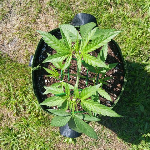 Chocolate Mint O.G.  #SpiderFarm          #Auto  growlog timeline photo