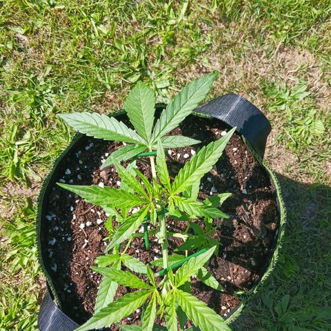 Chocolate Mint O.G.  #SpiderFarm          #Auto  growlog timeline photo