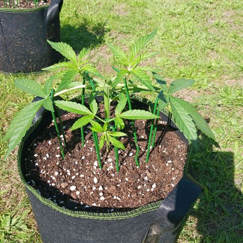 Chocolate Mint O.G.  #SpiderFarm          #Auto  growlog timeline photo