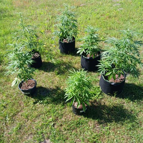 Banana Kush Cake #Automatic growlog timeline photo