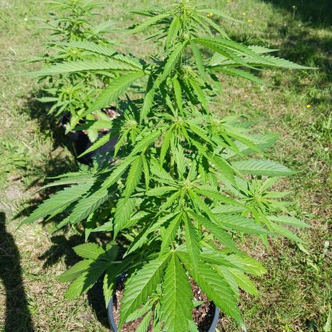 Banana Kush Cake #Automatic growlog timeline photo