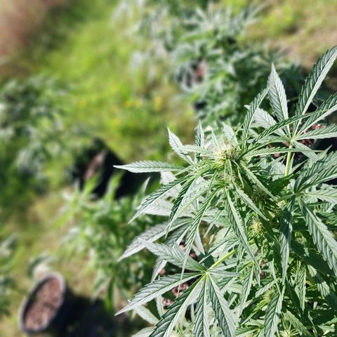 Banana Kush Cake #Automatic growlog timeline photo