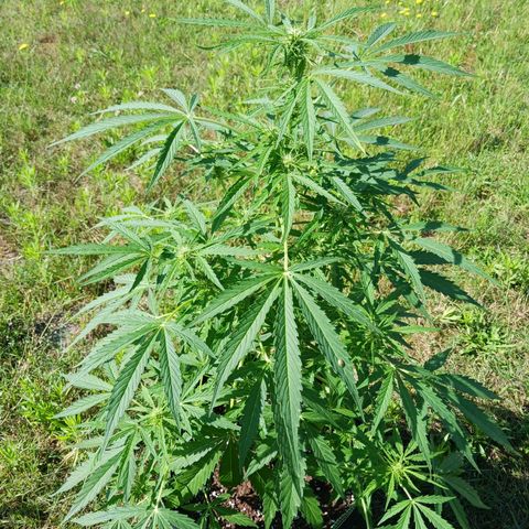 Banana Kush Cake #Automatic growlog timeline photo