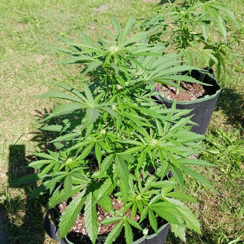 Banana Kush Cake #Automatic growlog timeline photo