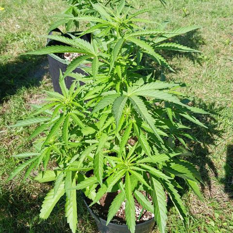 Banana Kush Cake #Automatic growlog timeline photo