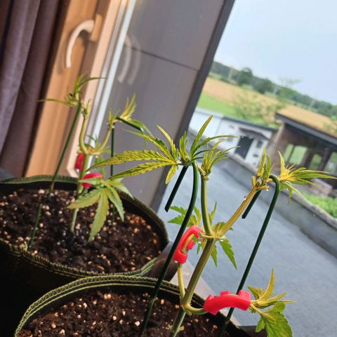 Chocolate Mint O.G.  #SpiderFarm          #Auto  growlog timeline photo