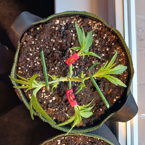 Chocolate Mint O.G.  #SpiderFarm          #Auto  growlog photo: Höhe 24cm