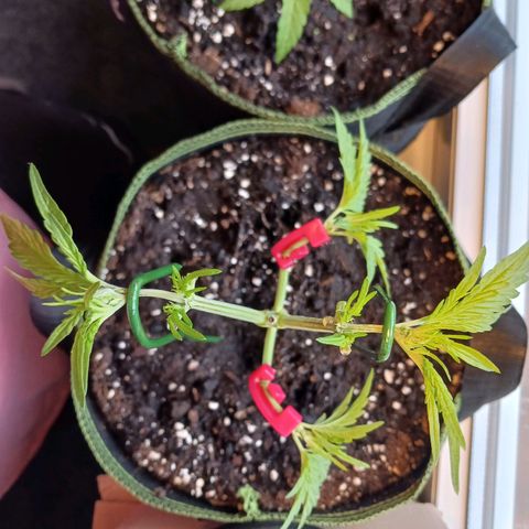 Chocolate Mint O.G.  #SpiderFarm          #Auto  growlog photo: Höhe 24cm