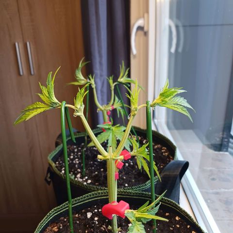 Chocolate Mint O.G.  #SpiderFarm          #Auto  growlog photo: Höhe 24cm