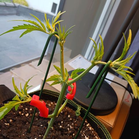 Chocolate Mint O.G.  #SpiderFarm          #Auto  growlog photo: Höhe 24cm