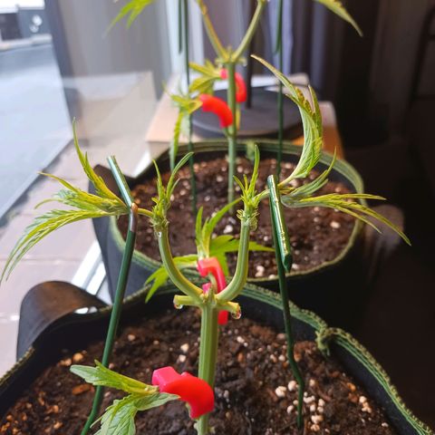 Chocolate Mint O.G.  #SpiderFarm          #Auto  growlog photo: Höhe 24cm