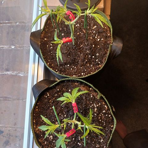 Chocolate Mint O.G.  #SpiderFarm          #Auto  growlog timeline photo
