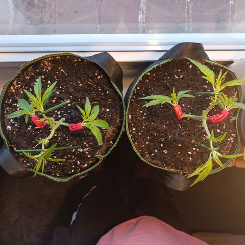 Chocolate Mint O.G.  #SpiderFarm          #Auto  growlog timeline photo