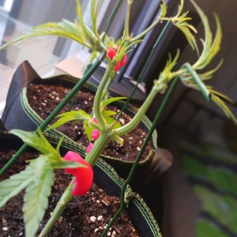 Chocolate Mint O.G.  #SpiderFarm          #Auto  growlog timeline photo