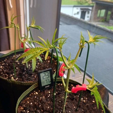 Chocolate Mint O.G.  #SpiderFarm          #Auto  growlog timeline photo