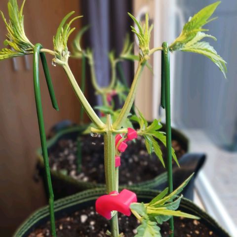 Chocolate Mint O.G.  #SpiderFarm          #Auto  growlog timeline photo