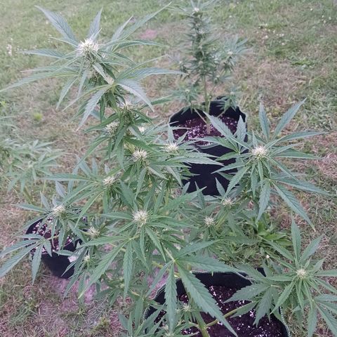 Banana Kush Cake #Automatic growlog timeline photo