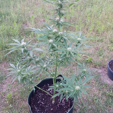 Banana Kush Cake #Automatic growlog timeline photo