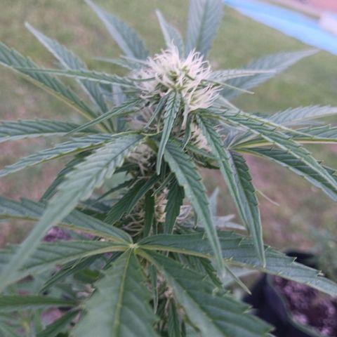Banana Kush Cake #Automatic growlog timeline photo