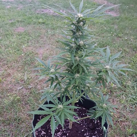Banana Kush Cake #Automatic growlog timeline photo