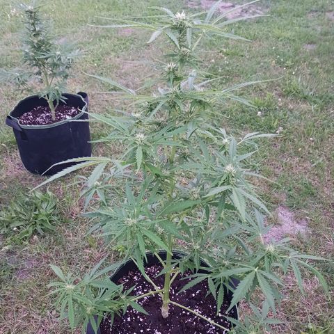 Banana Kush Cake #Automatic growlog timeline photo
