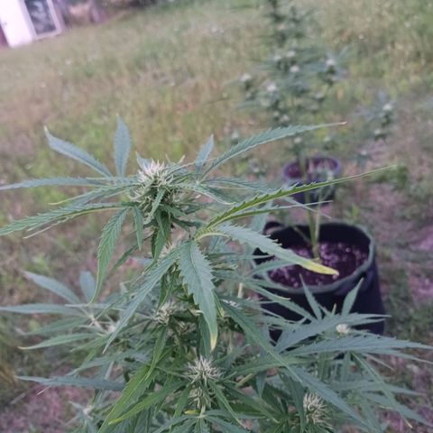 Banana Kush Cake #Automatic growlog timeline photo