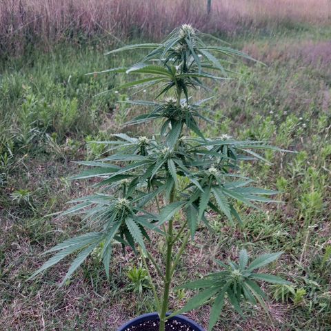 Banana Kush Cake #Automatic growlog timeline photo