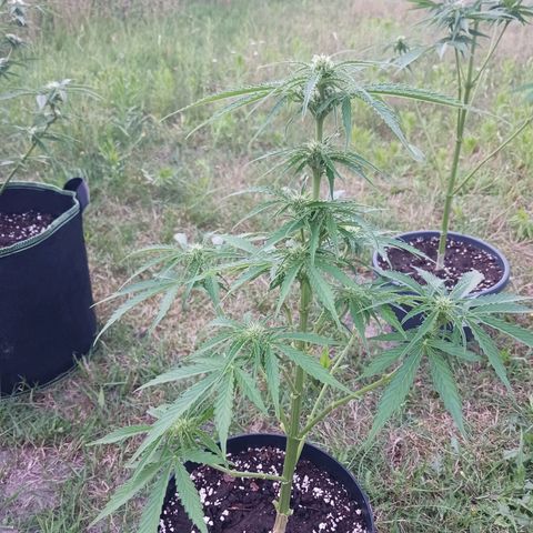 Banana Kush Cake #Automatic growlog timeline photo