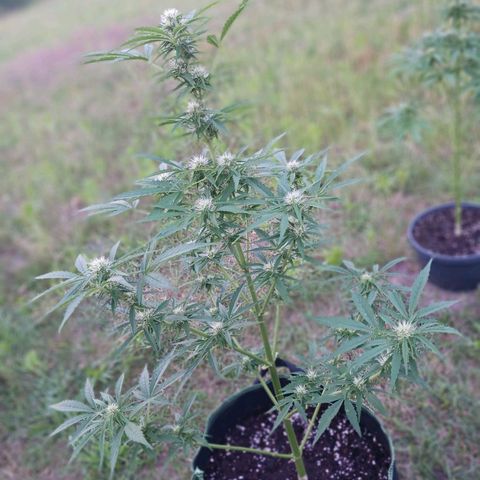 Banana Kush Cake #Automatic growlog timeline photo
