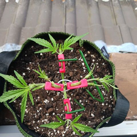 Chocolate Mint O.G.  #SpiderFarm          #Auto  growlog timeline photo
