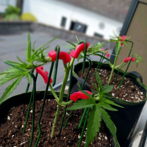 Chocolate Mint O.G.  #SpiderFarm          #Auto  growlog timeline photo