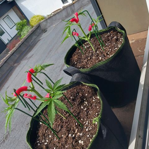 Chocolate Mint O.G.  #SpiderFarm          #Auto  growlog timeline photo