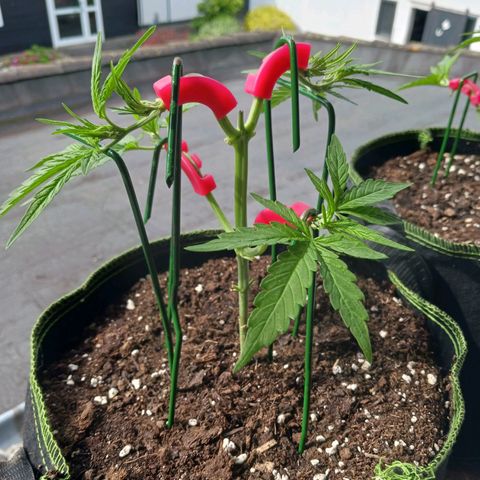 Chocolate Mint O.G.  #SpiderFarm          #Auto  growlog timeline photo